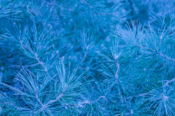 White blue winter background. Texture of pine needles