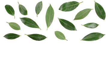 laurel isolated on white background with copy space for your text. Fresh bay leaves. Top view. Flat lay pattern