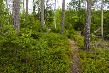 Dense forests of Swedish Smaland comprising mostly pines and birches