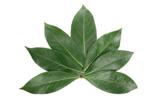 laurel leaf isolated on white background. Fresh bay leaves. Top view