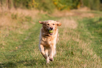 Golden Retriever aportiert Ball im Herbst