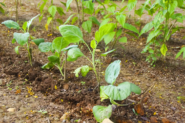 Chinese Kale or Gai lan planted in garden
