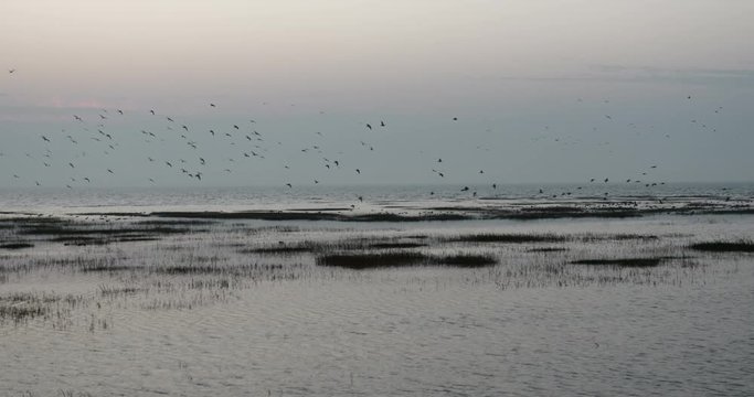 Birds on Wetlands with vegitation in foreground and sea in background during sunrise shot on a tripod wide angle lens