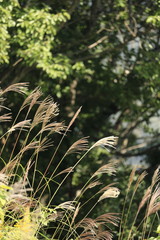 Fototapeta premium pampas grass