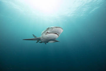 Fototapeta na wymiar Lemon Shark (Florida)