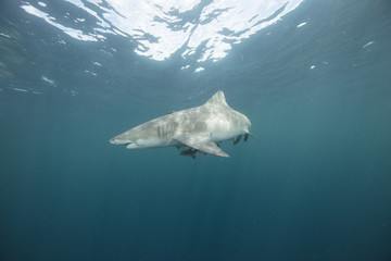 Lemon Shark (Florida) 