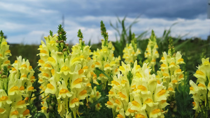 Group of yellow flowers