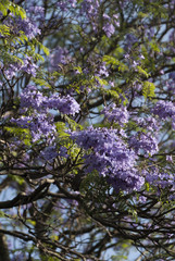 Flor Jacaranda in Guatemala, Jacaranda mimosifolia. Central America.