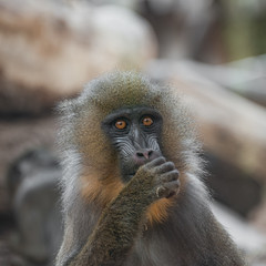 Portrait of young African mandrill in the open resort