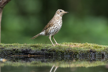 Song thrush