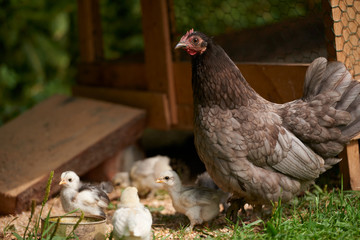 Free range chickens in field