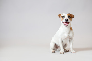 Lächelnder Hund im Studio