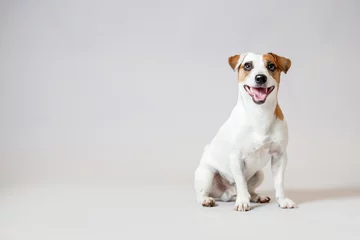 Fototapete Hund Lächelnder Hund im Studio