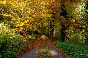 Fototapeta premium Herbslicher Waldweg