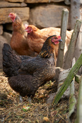 Free range chickens in field