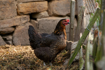 Free range chickens in field