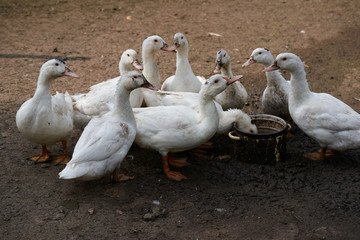 Close-Up Of Ducks On Field