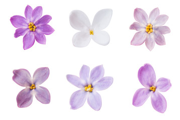 Fototapeta premium lilac flowers macro isolated