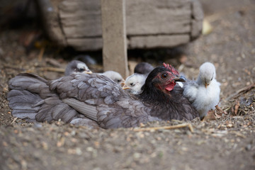 Free range chickens in field