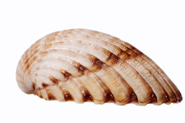 Sea shell of bivalvia isolated on white background