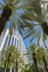 Fototapeta na wymiar Schattenspender Palmen in Florida