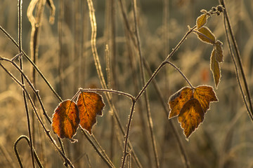 Szron na liściach © Jozef