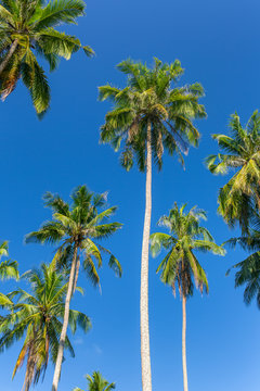 Palm trees against blue sky on Koh Kood island in Thailand