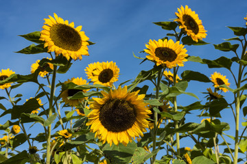 Sonnenblumen auf einem Sonnenblumenfeld mit blauem Himmel als Hintergrund