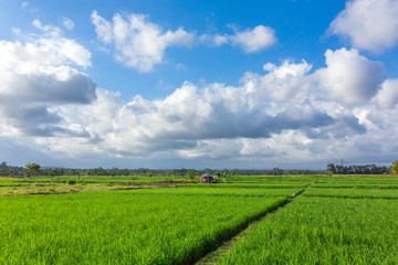 Fototapeta na wymiar Terrace rice fields on a sunny day, Bali, Indonesia.