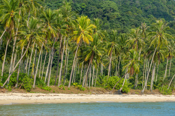 Palm trees on beautiful tropical beach on Koh Kood island in Thailand