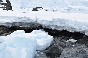 antartica