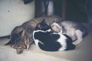 sleepy cats, vintage filter image