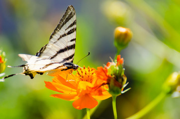 Colored butterfly laying on an orange flower. Blurry background.