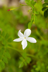 Detail jasmine flower in tropical garden Guatemala