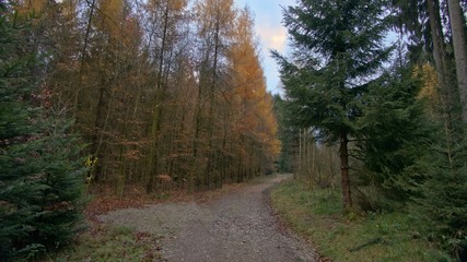 Herbstwald