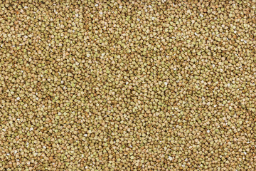 Green buckwheat background