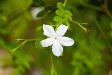 Detail jasmine flower in tropical garden Guatemala