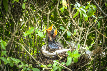 Blackbird youngsters waiting for thier mother