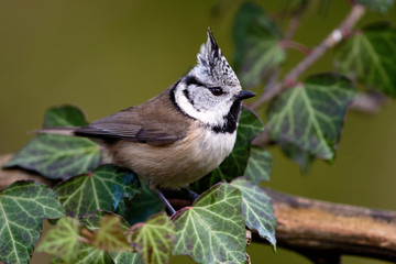 Haubenmeise im Garten