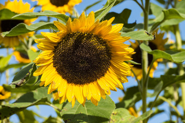 Sonnenblume auf einem Sonnenblumenfeld (Detailaufnahme)