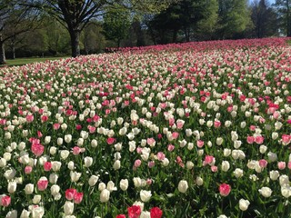 champs de tulipes - 181376068