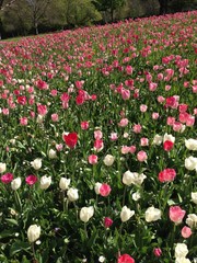 pola tulipanów - 181376071