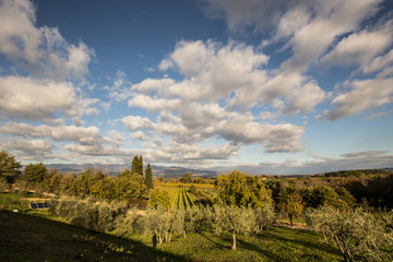 Fototapeta na wymiar Tuscan countryside with vineyard and olive trees