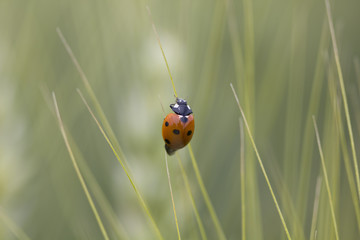 coccinelle au bout barbe blé