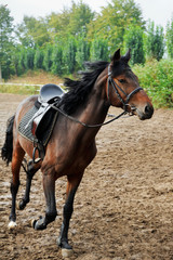 Obraz premium Horse on the racetrack .