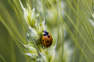 coccinelle sur épi blé