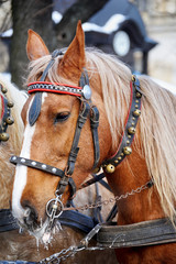 Horse. Head close up.