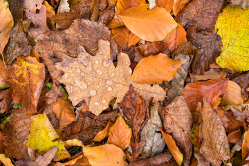 Herbst Blätter auf dem Waldboden 