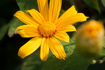 Obraz premium Bee and Mexican Sunflower Weed macro Film style photo