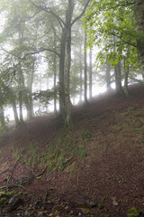 Fototapeta premium The Irati forest is located near the Pyrenees in the community of Navarre, north of Spain